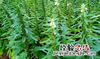 芝麻的施肥方法 有什么技巧