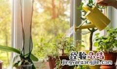 庭院四季常青低矮植物 关于庭院四季常青低矮的植物