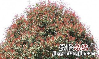 石楠树的介绍推荐 石楠树的介绍