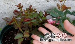 月季脚芽怎么处理 月季如何养护