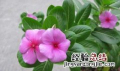 盆栽花卉日日春怎么养 盆栽花卉日日春怎么养好