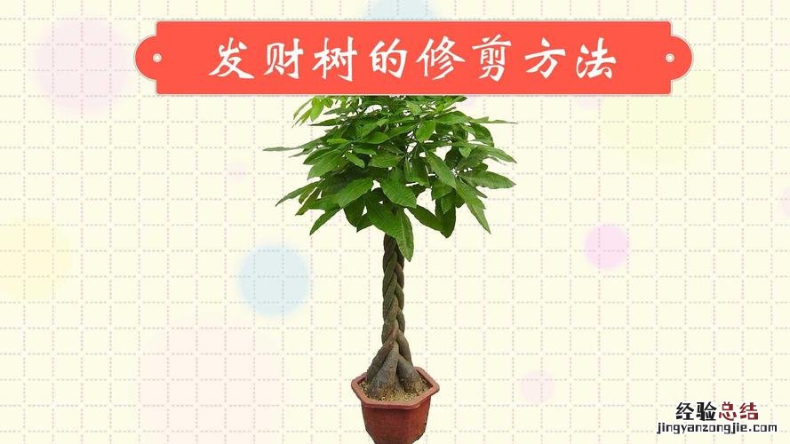 招财树如何剪枝更茂盛，什么季节修剪