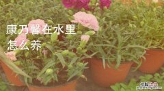 康乃馨花期怎么养