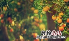 梦见吃橘子是什么兆头不好吃 梦见吃橘子是什么兆头