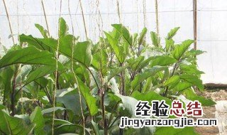 茄子地膜种植方法 种植茄子的步骤