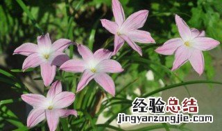 风雨兰发芽后多久开花 风雨兰发芽后开花时间