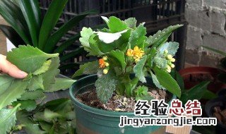 花卉养殖基本方法 花卉养殖基本方法介绍
