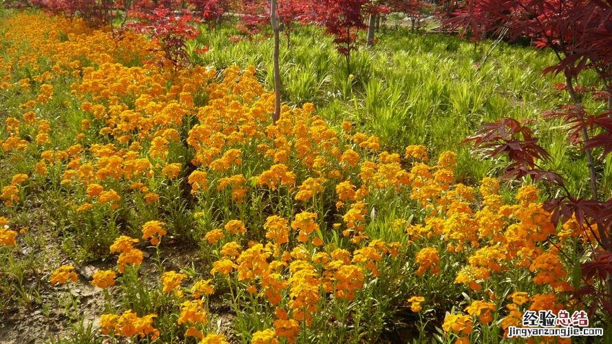怎么养狗牙花
