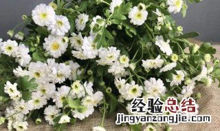 洋甘菊跟什么味道接近 洋甘菊 味道