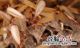 治飞蚂蚁的方法 灭治白蚁的5种常用方法