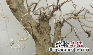 如何判断石榴桩死了没有 石榴桩怎么辨别死没死