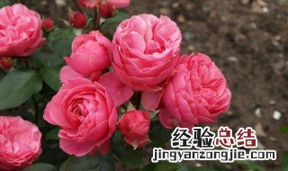 粉色达芬奇月季能长多高 粉色达芬奇月季可以长多高呢
