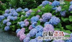 绣球花会变色吗 绣球花会不会变色呢