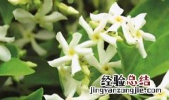 风车茉莉有毒吗?可以家养吗 风车茉莉有没有毒可不可家养