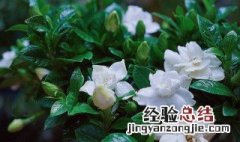 栀子花烂根如何抢救 栀子花烂根补救流程