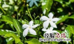 风车茉莉的叶子一碰就掉 风车茉莉的叶子掉落原因及解决方法