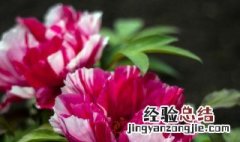 家里养的花有小飞虫怎么办 家里养花有小飞虫怎么样才能彻底去除