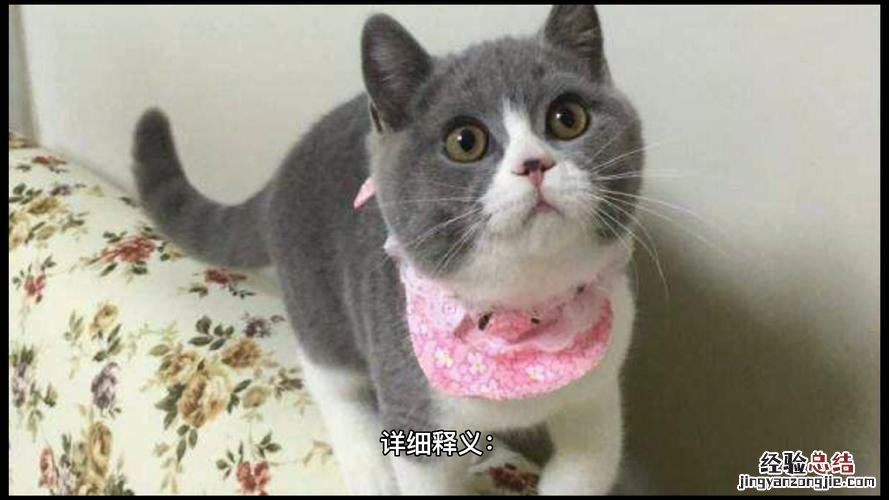 猫包可以上地铁吗