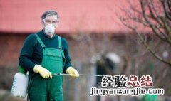 家里有小黑虫如何彻底清除 家里小黑虫怎么杀死