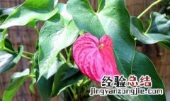 红掌花有毒么 红掌花有毒家里不能养