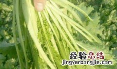 雪菜是什么菜的叶子 雪菜是什么菜的叶子图片