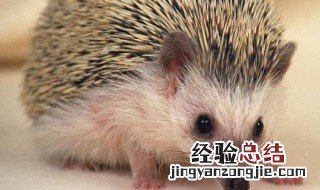 刺猬长什么样子? 刺猬长什么样