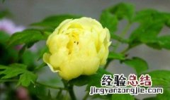 牡丹花代表什么意思 牡丹花花语介绍