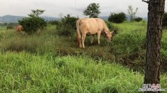 小牛怎么叫的