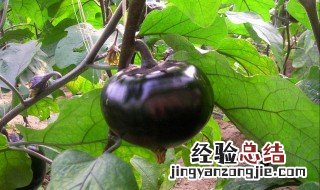 圆茄子长期保存方法 如何保存圆茄子