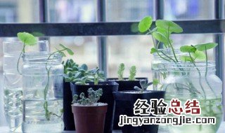 玻璃瓶能土培植物吗 小口玻璃瓶怎么种植物