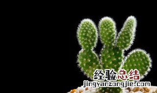 食用仙人掌怎么种植 可食用仙人掌怎么种植