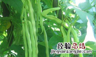 芸豆怎么泡可以尽快用 芸豆浸泡