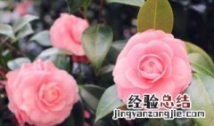 家庭如何养好茶花盆景 家庭如何养好茶花