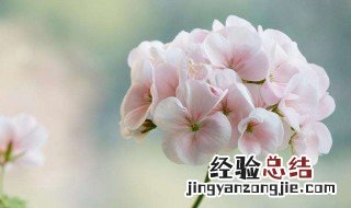 花里有小虫子用什么方法可以清除掉呢 花里有小虫子用什么方法可以清除掉