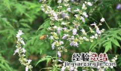 荆条蜜是什么意思 荆条蜜是什么花的蜜