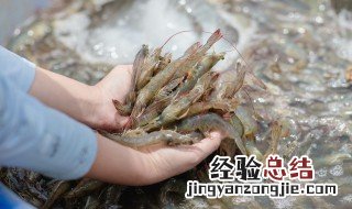 黑虎虾保存方法 虾保存方法