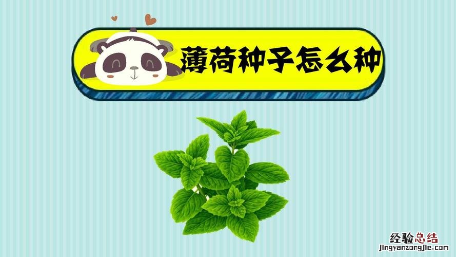 薄荷种子怎么播种