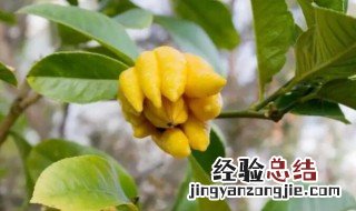盆景佛手花怎么养 佛手花怎么才能养好