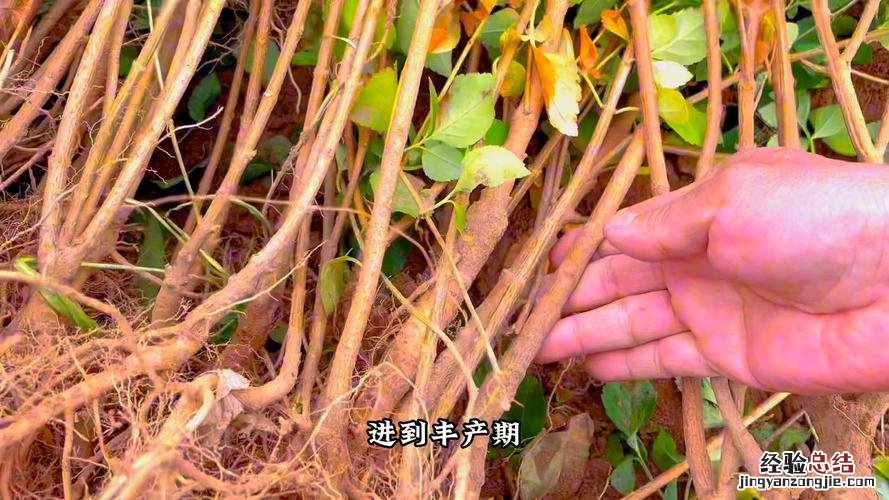 连翘几年开花,几年进入丰果期