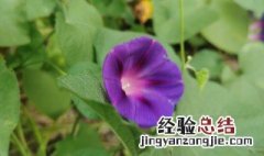 牵牛花的颜色是什么 牵牛花的颜色是什么样子的