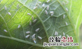 白粉虱消灭小窍门 教你6个除虱好方法