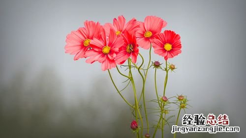 格桑花种子怎么种