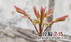 怎么贮存香春芽苗 怎么贮存香春芽