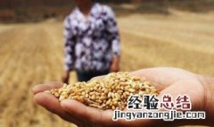 如何保障我国粮食安全 保障我国粮食安全的方法