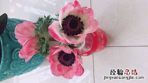 花毛茛春天怎么养