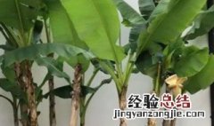 家里为什么不能种芭蕉树 为什么不能种芭蕉树