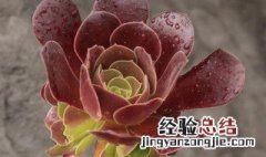 黑法师怎么养才能更旺盛 黑法师怎么样才能更旺盛