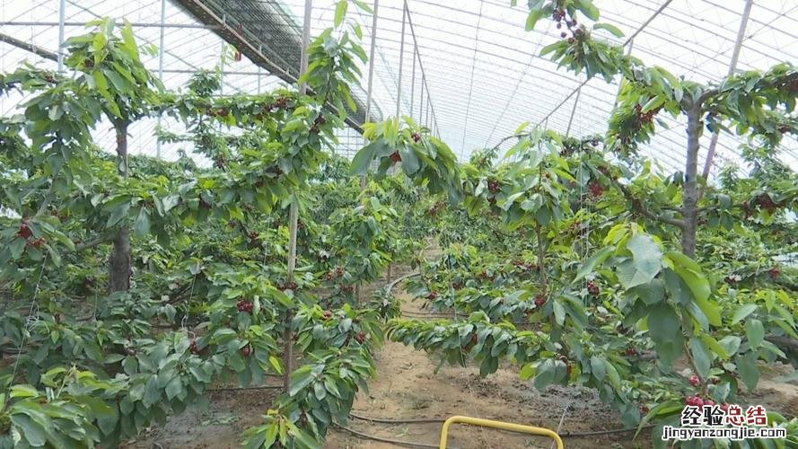 樱桃籽能种樱桃吗