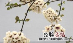 清明时节开什么花 清明介绍