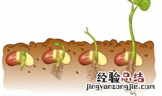 生长豆怎么养才能变长 怎么养生长豆才能长得很大